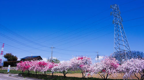 Low angle view of flowers against blue sky