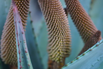 Close-up of succulent plant