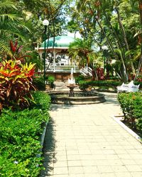 Narrow walkway along trees in garden