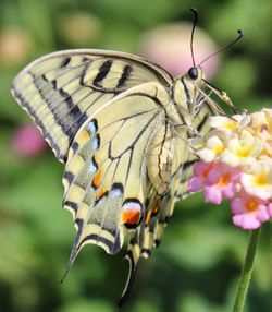 Close-up of butterfly perching on flower