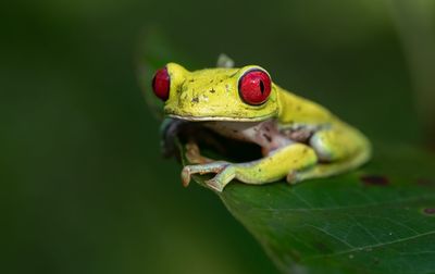 Extreme close-up of frog on leaf