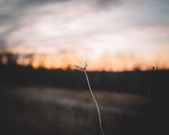 Close-up of plant against sky at sunset