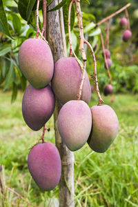 Close-up of mango fruits on the mango tree in tainan, taiwan.