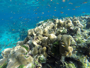 Fish swimming in sea