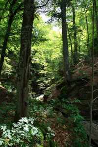 Trees growing in forest