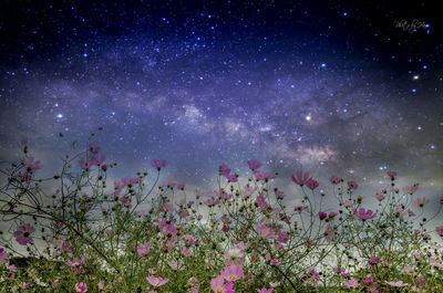 Low angle view of tree against sky at night