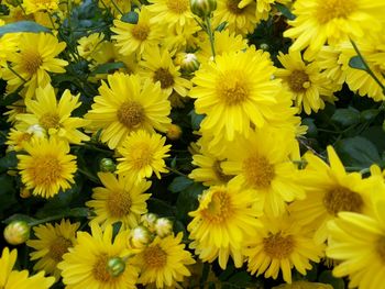 High angle view of yellow flowering plants