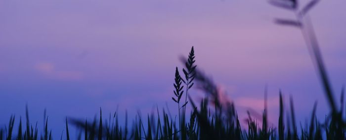 Low angle view of silhouette plants against sky during sunset