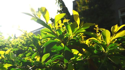 Close-up of flower tree against sky