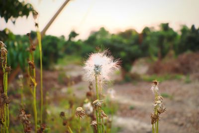 Close-up of dandelion on field