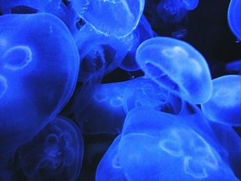 Close-up of jellyfish in aquarium