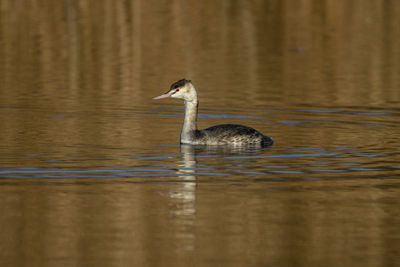 A great crested grebe, .with its crest retracted 