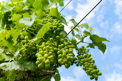 Low angle view of grapes growing on plant against sky