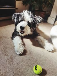 Portrait of dog with ball at home