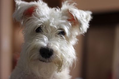 Close-up portrait of dog at home