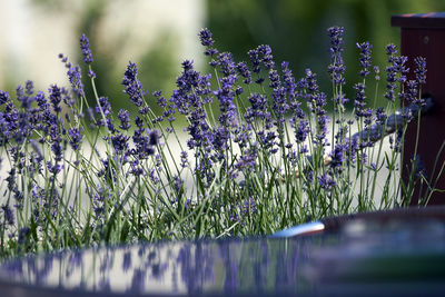 Lavender plants growing on field