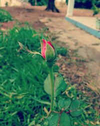 Close-up of flower blooming outdoors