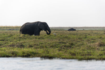 Elephant in a field