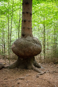 View of tree trunk in forest