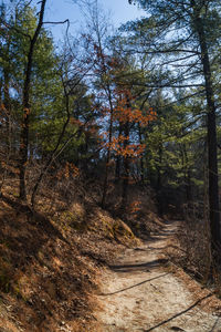 Trees in forest