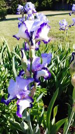 Close-up of purple iris flowers on field