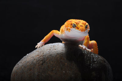 Close-up of lizard on rock against black background