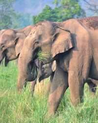 Elephant calf grazing