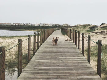 Dog on wooden pier