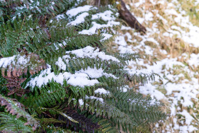 Close-up of snow covered pine tree