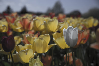 Close-up of yellow tulips blooming outdoors