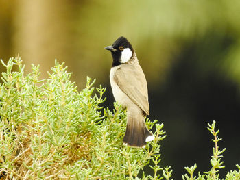 Bird perching on a plant