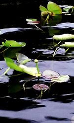 Close-up of lotus water lily in pond