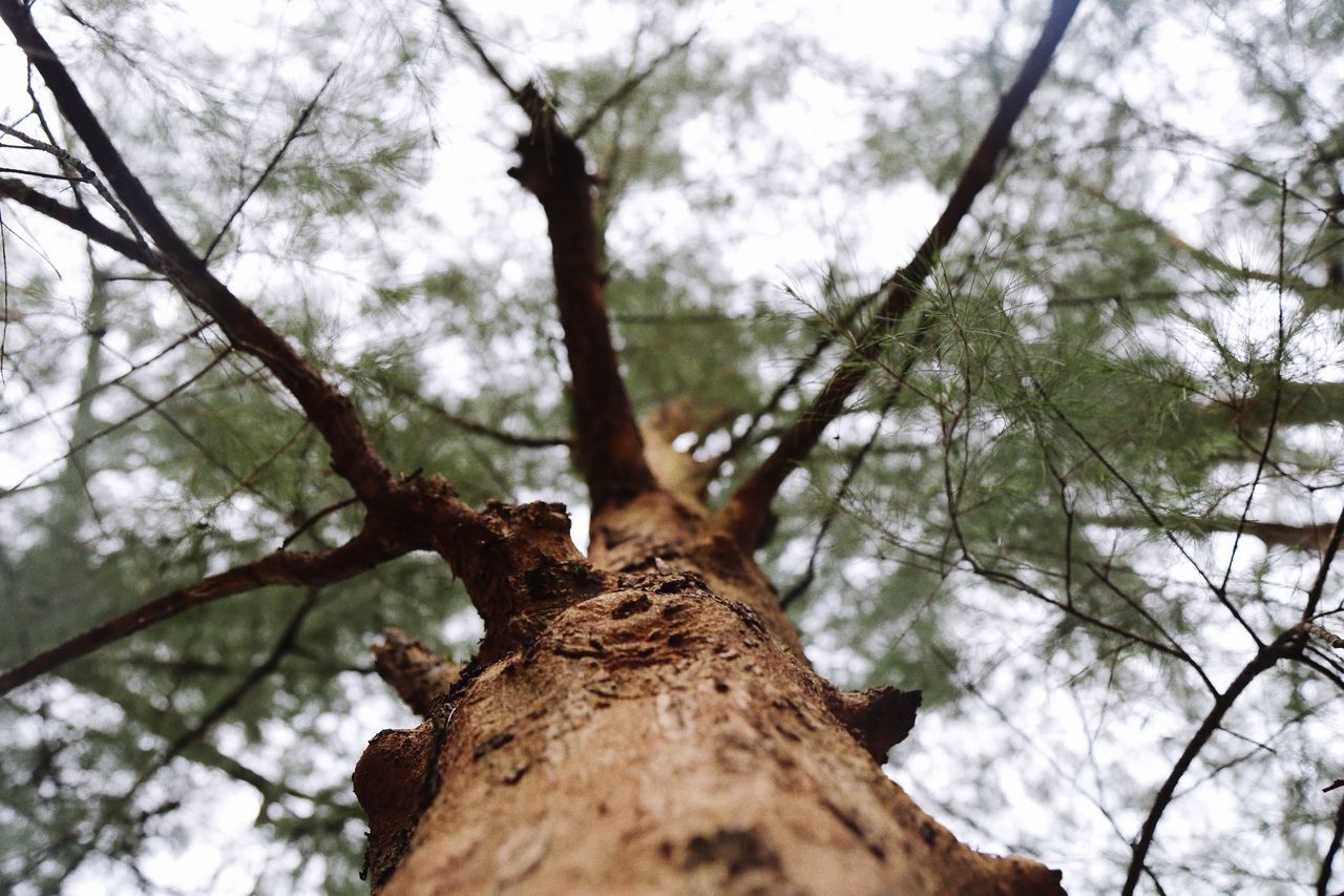 , tree, nature