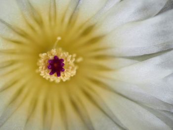 Macro shot of white flower