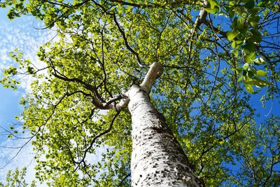 Low angle view of tree