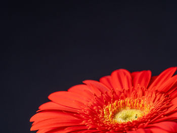 Close-up of yellow flower against black background