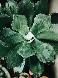 Close-up of plant