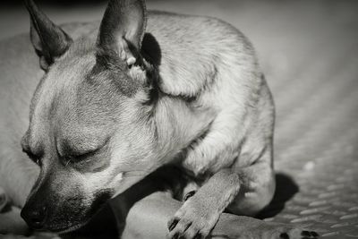 Close-up of dog sleeping