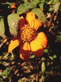 Close-up of yellow flowers blooming outdoors