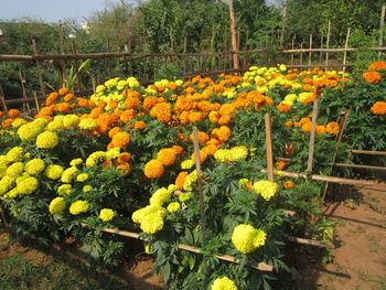 Yellow flowers in garden