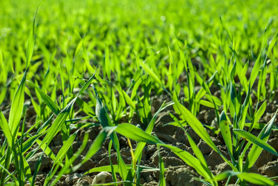 Full frame shot of fresh green field