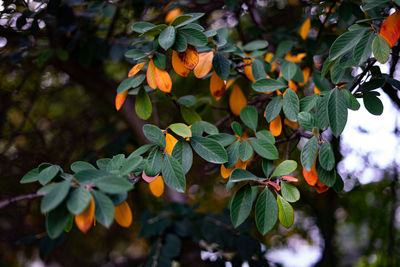 Close-up of fruits growing on tree