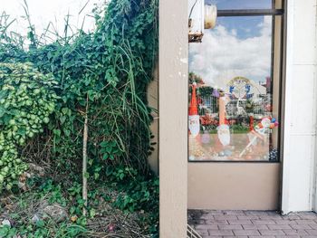 Trees and plants seen through window of house