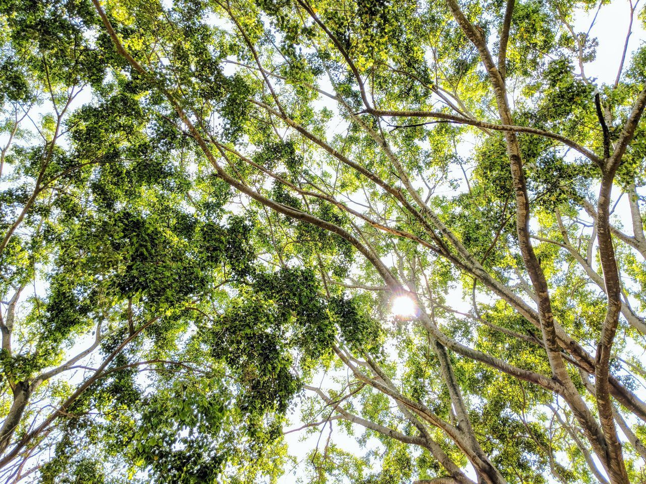 LOW ANGLE VIEW OF TREE IN FOREST