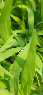 Close-up of insect on leaves