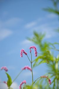 Close-up of pink flowering plant against sky