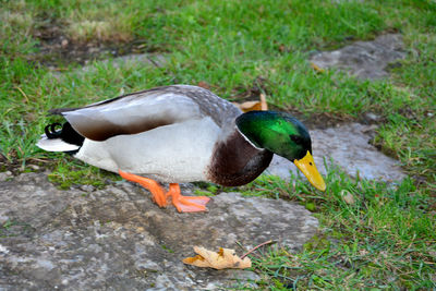 High angle view of mallard duck on field