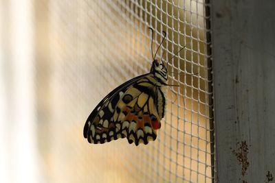 Close-up of butterfly on leaf