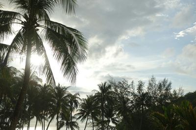 Low angle view of trees against sky