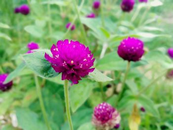 Close-up of pink flowering plant